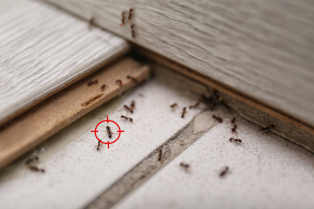 Best Bed Bug Extermination  in Madill, OK
